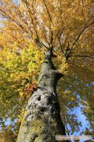 0999 - bunter Herbst.JPG
