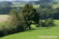 1004 - schneller Baum.JPG